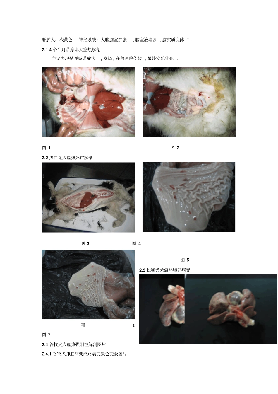 试验三犬瘟热犬病理组织学观察高树修改_第2页