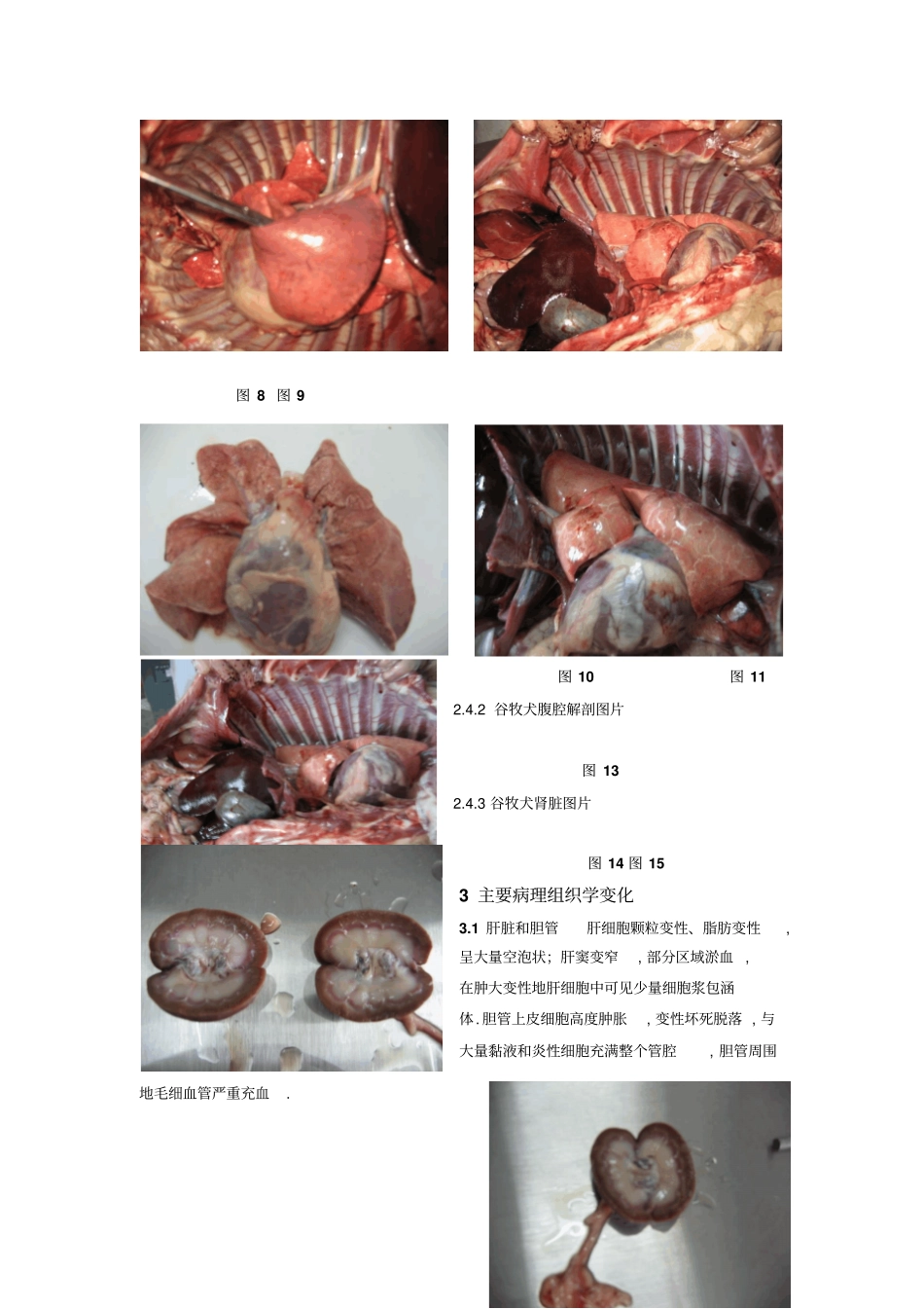 试验三犬瘟热犬病理组织学观察高树修改_第3页
