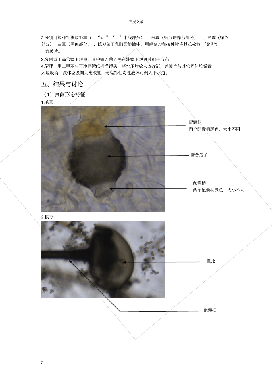 试验九丝状真菌形态特征观察_第2页