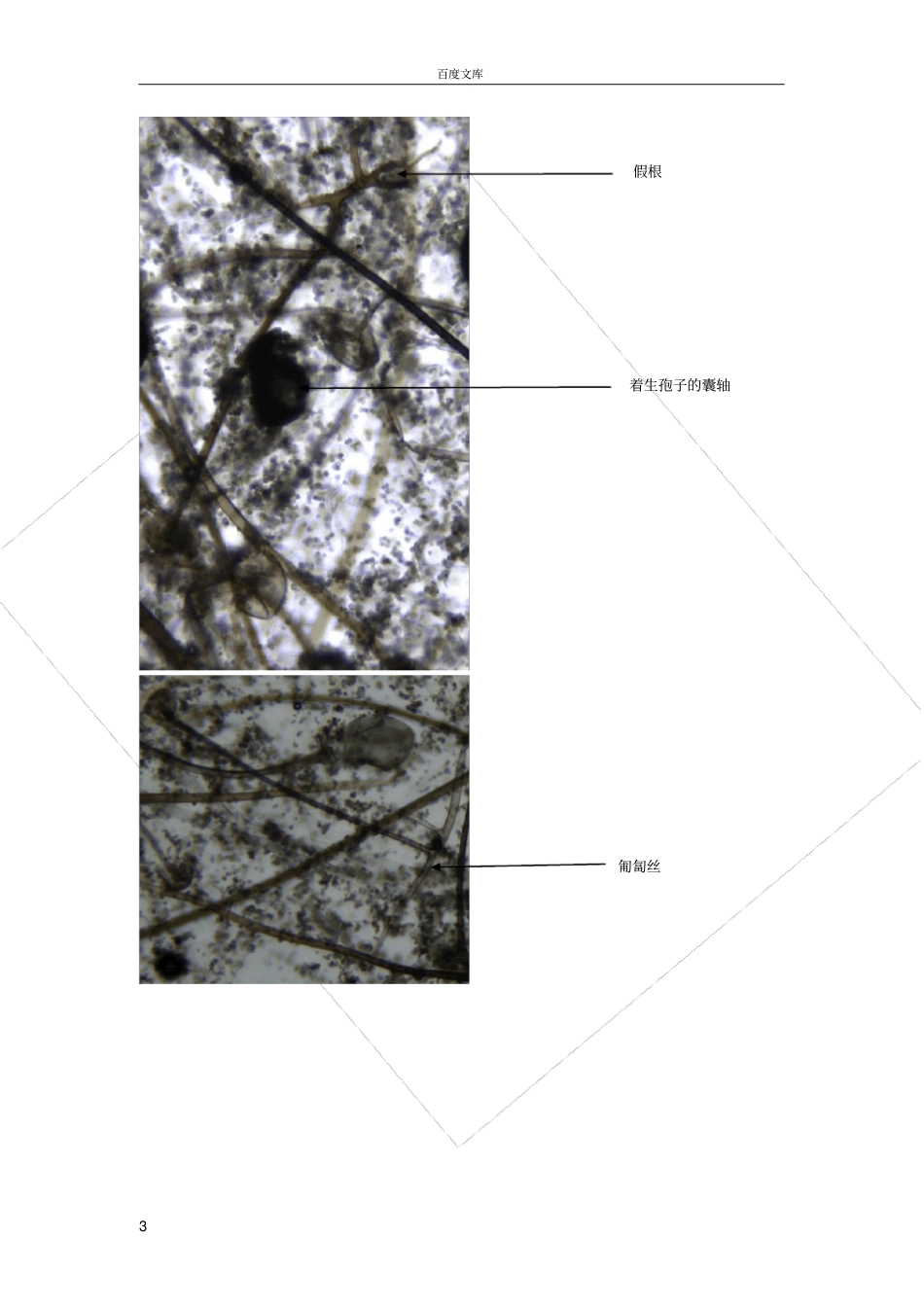 试验九丝状真菌形态特征观察_第3页