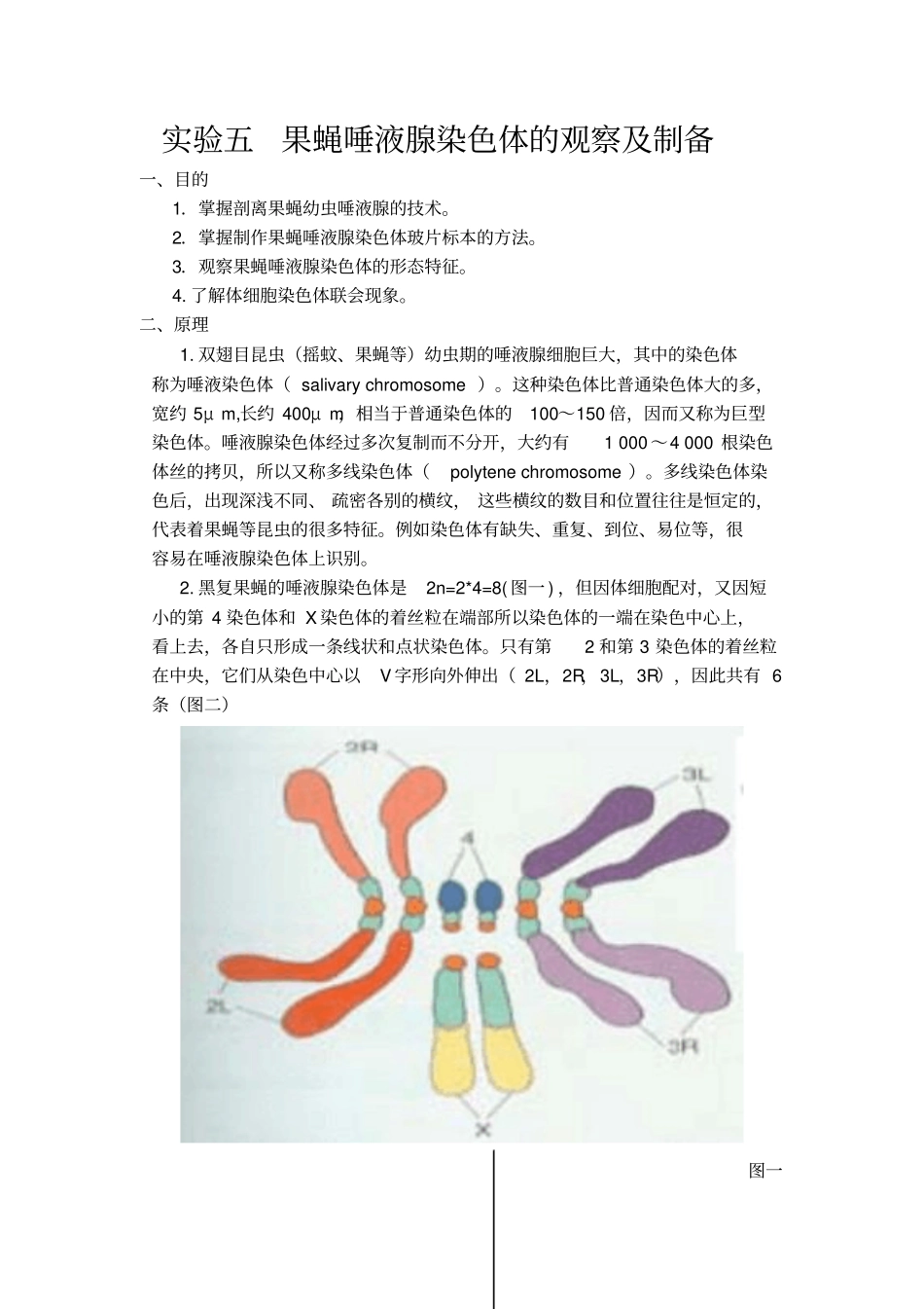 试验五：果蝇唾液腺试验概论_第1页