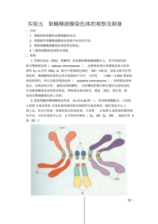 试验五：果蝇唾液腺试验概论