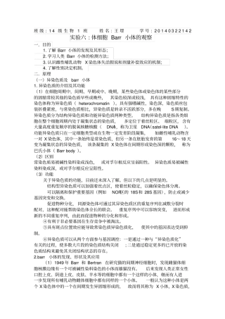 试验六：barr小体的观察讲解
