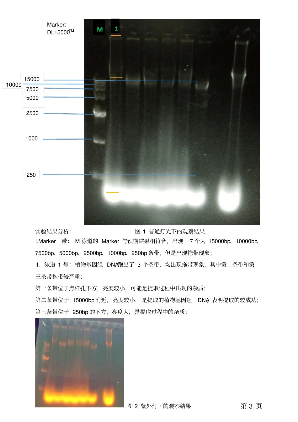 试验报告-植物基因组的提取和检测_第3页