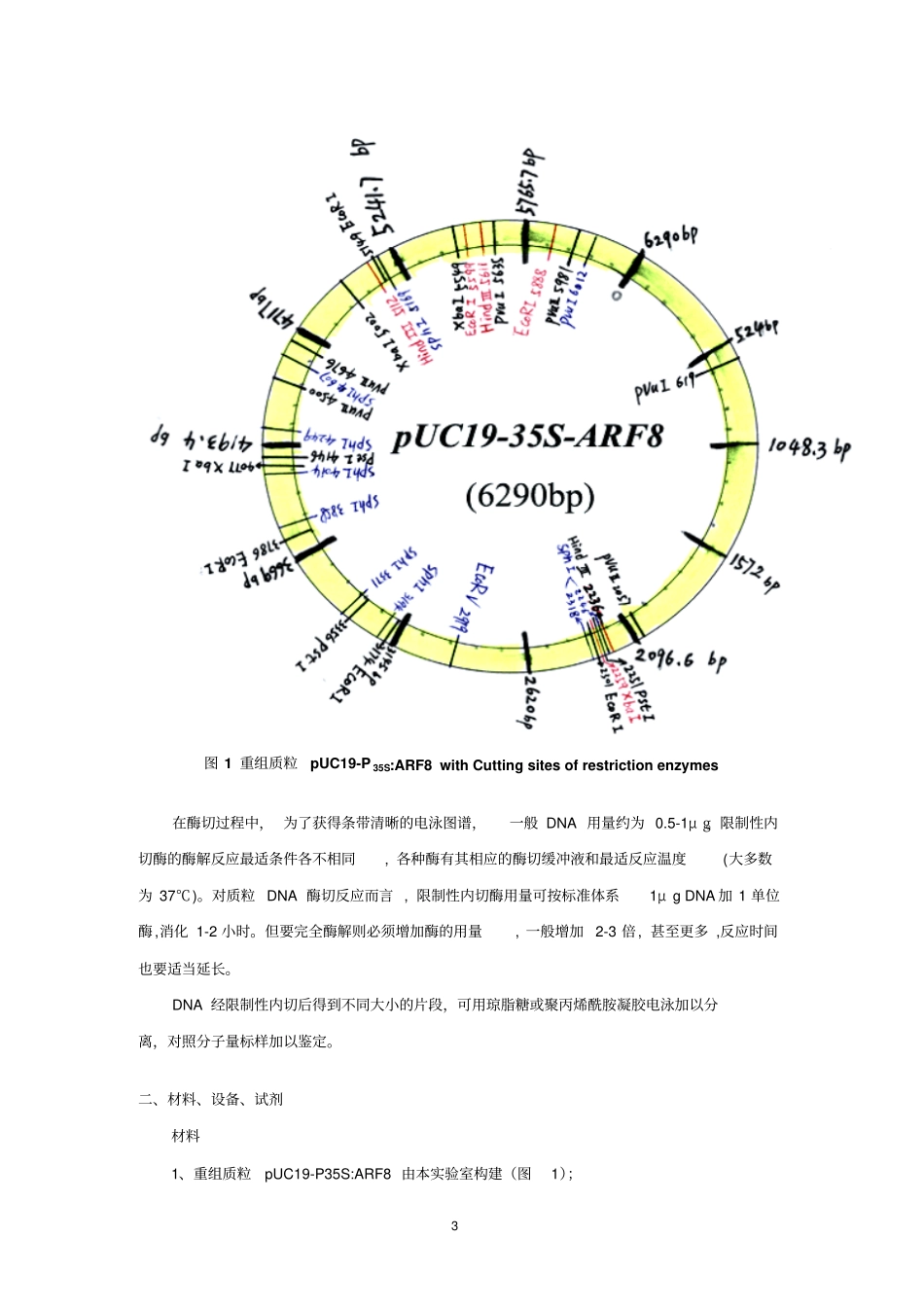 试验设计性试验-不同限制性内切酶对质粒切割-指导讲解_第3页