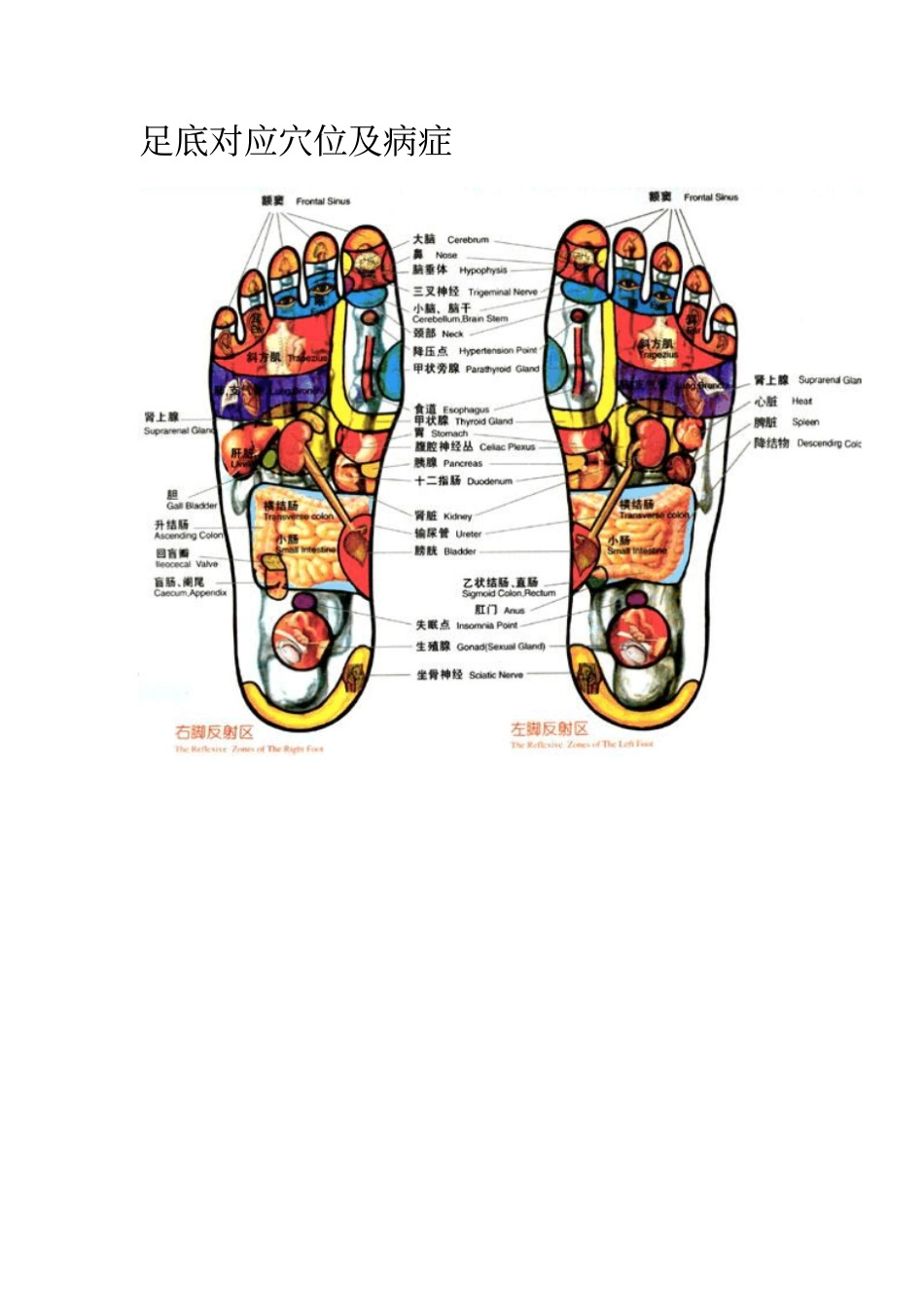 足底对应穴位及病症_第1页