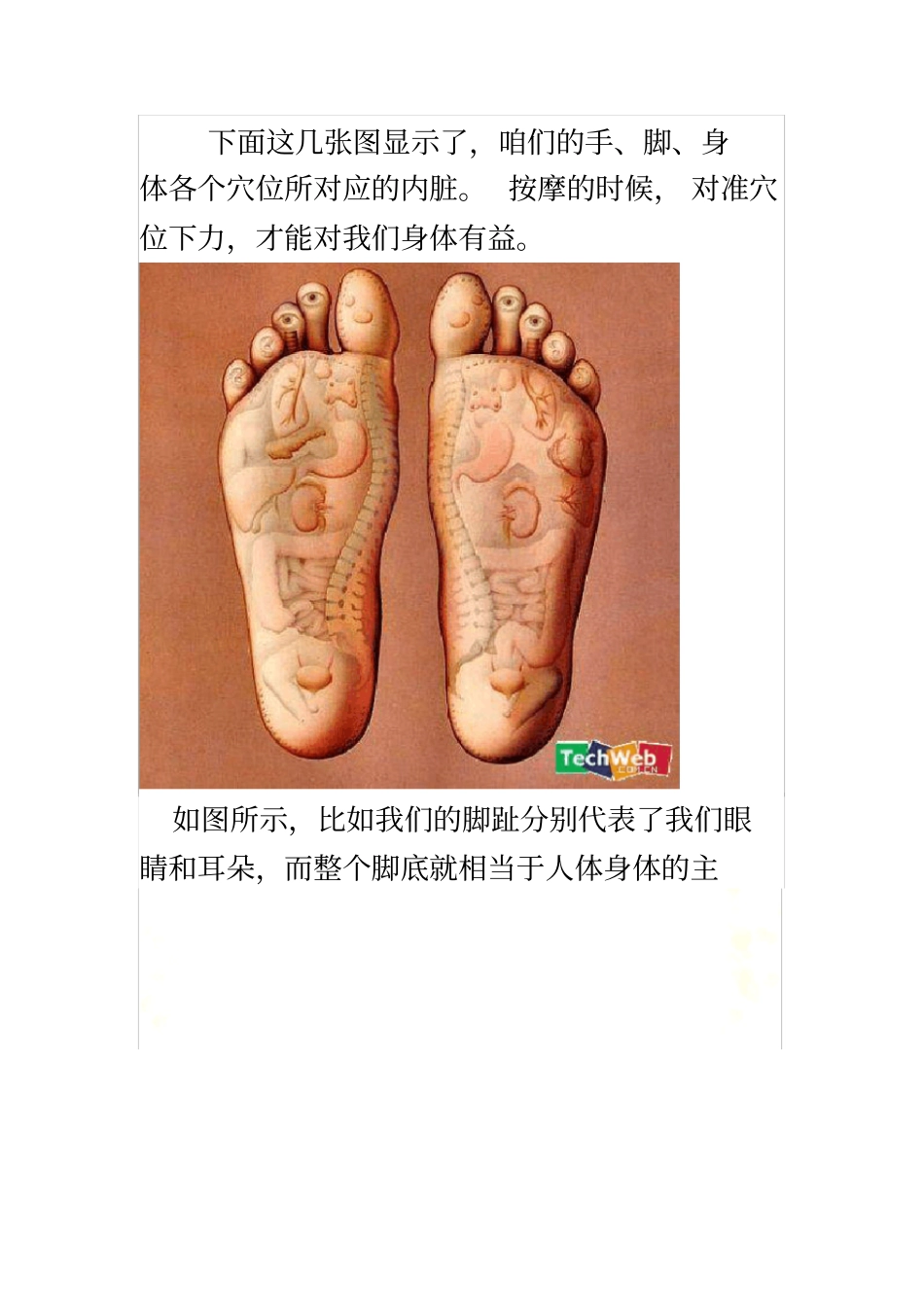 身体各个穴位所对应的内脏_第3页