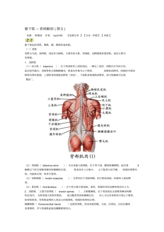 躯干肌—系统解剖