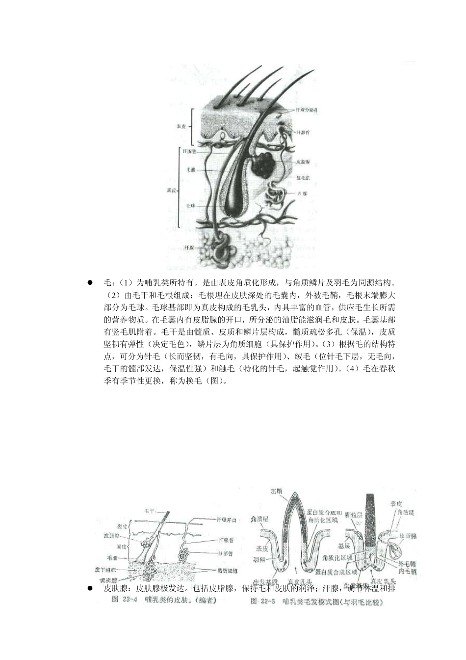最高等的脊椎动物哺乳纲(Mammalia)_第2页