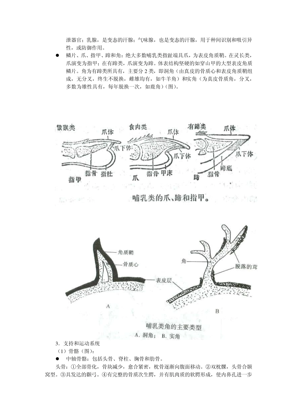 最高等的脊椎动物哺乳纲(Mammalia)_第3页