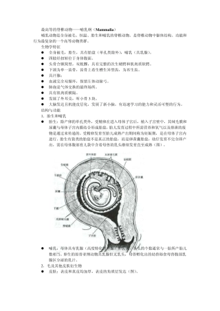最高等的脊椎动物哺乳纲(Mammalia)