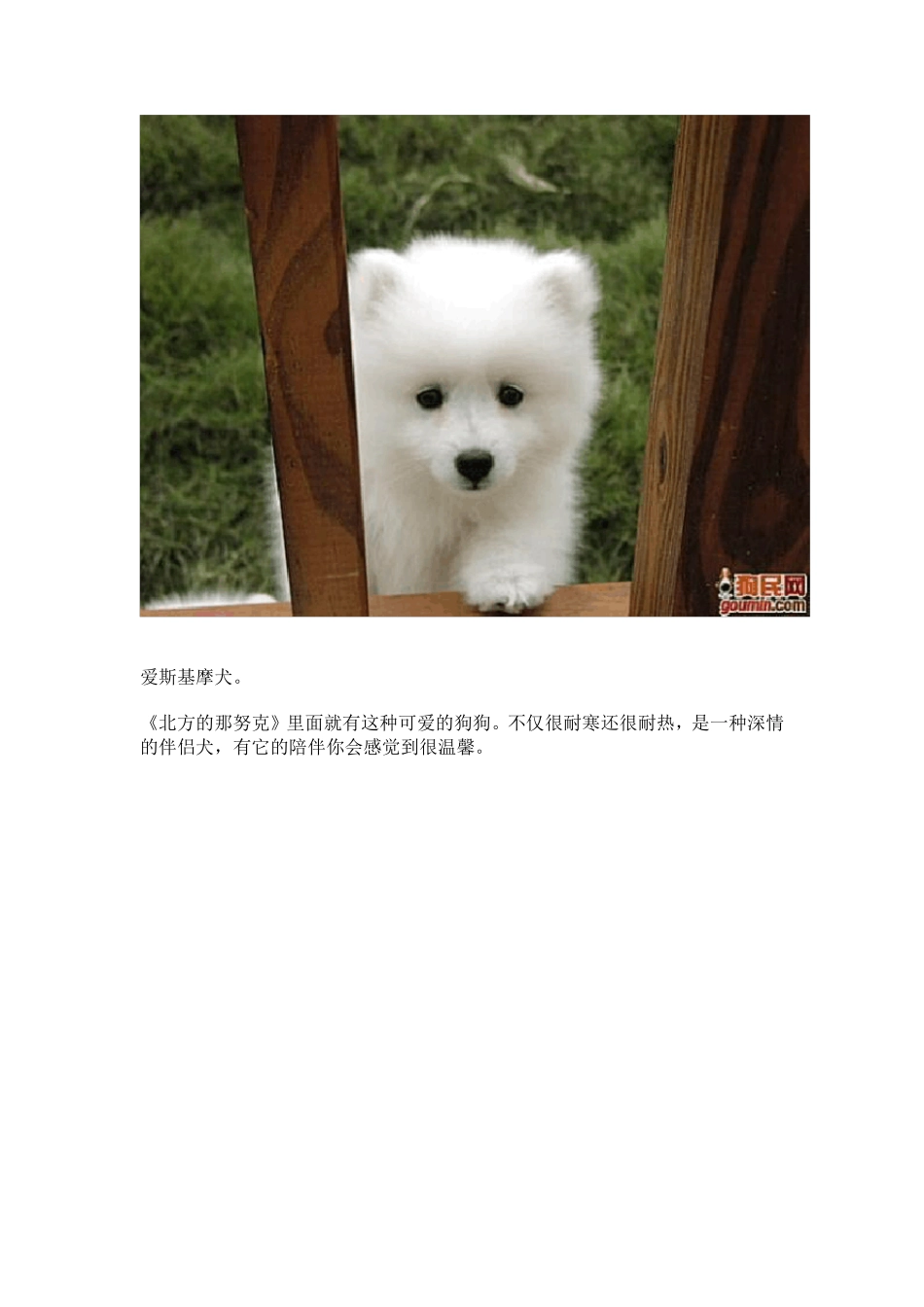 最齐全的狗狗种类图片_第2页