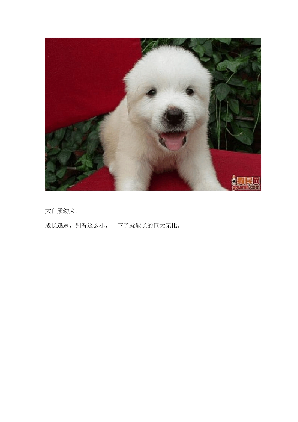 最齐全的狗狗种类图片_第3页