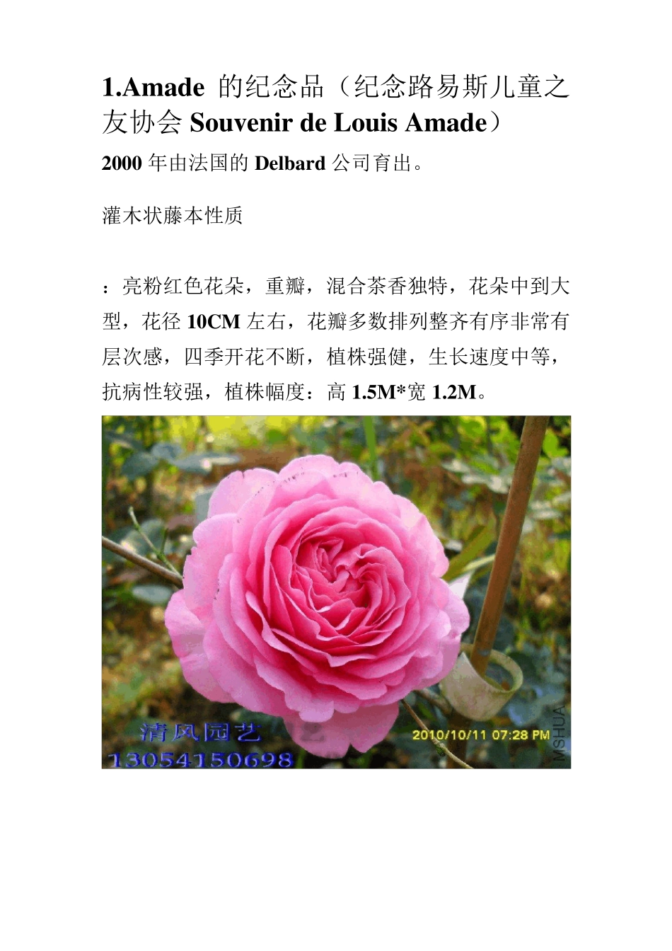 月季品种介绍_第1页