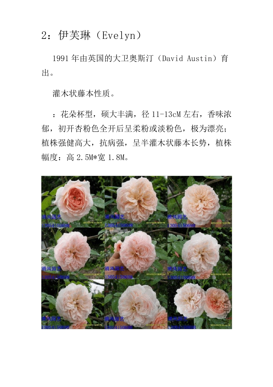 月季品种介绍_第2页