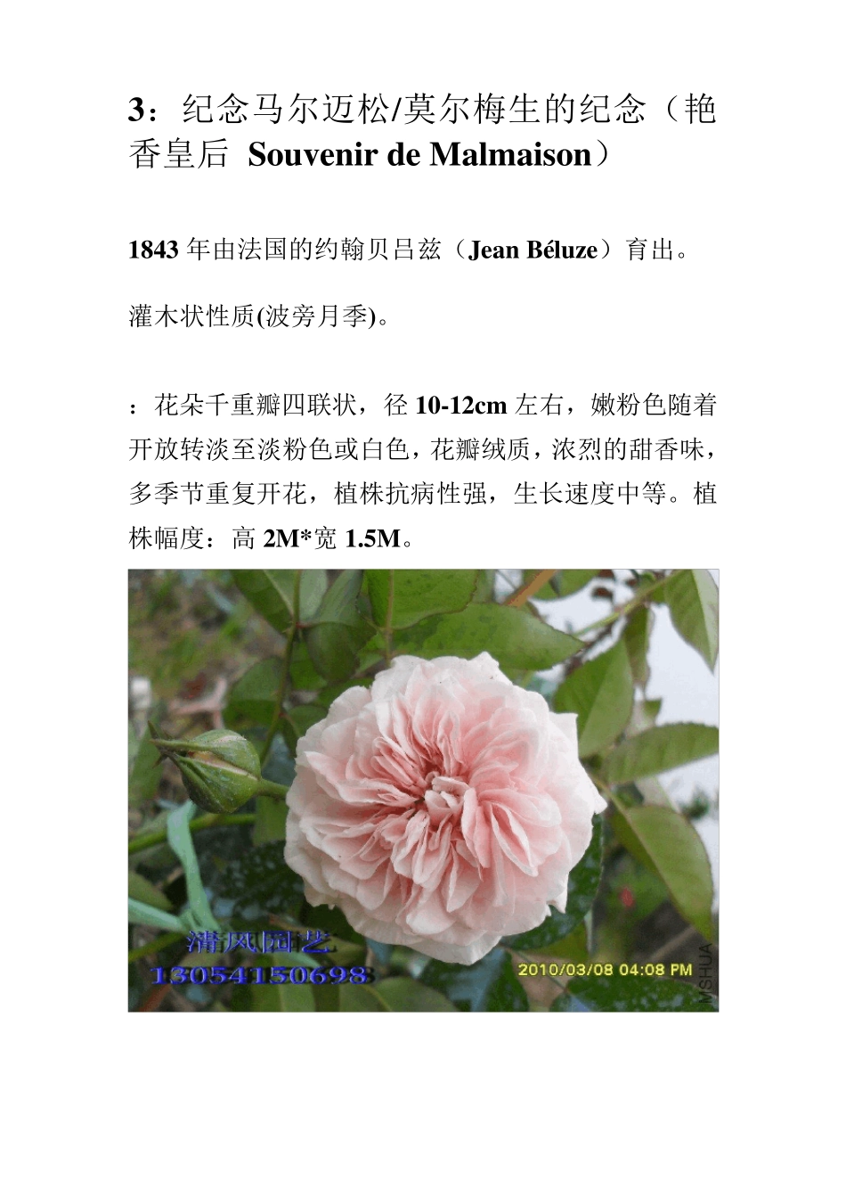 月季品种介绍_第3页