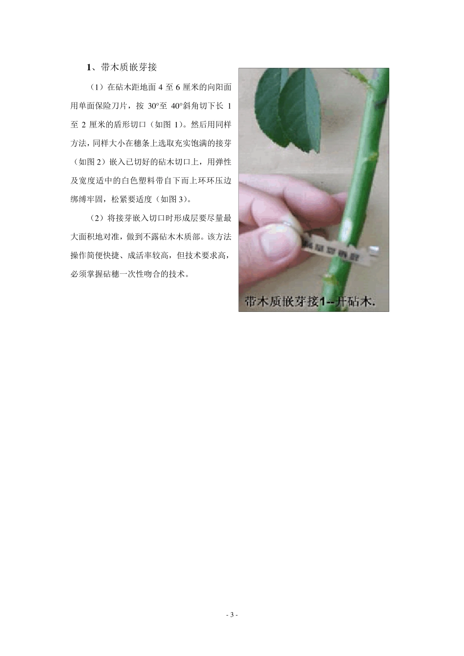 月季的4种嫁接方法图示_第3页