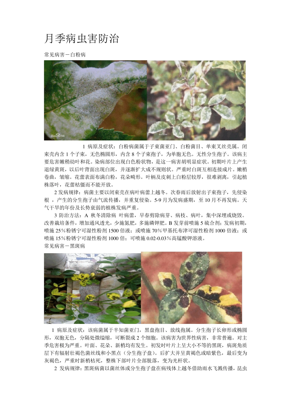 月季的病虫害防治(附图)_第1页