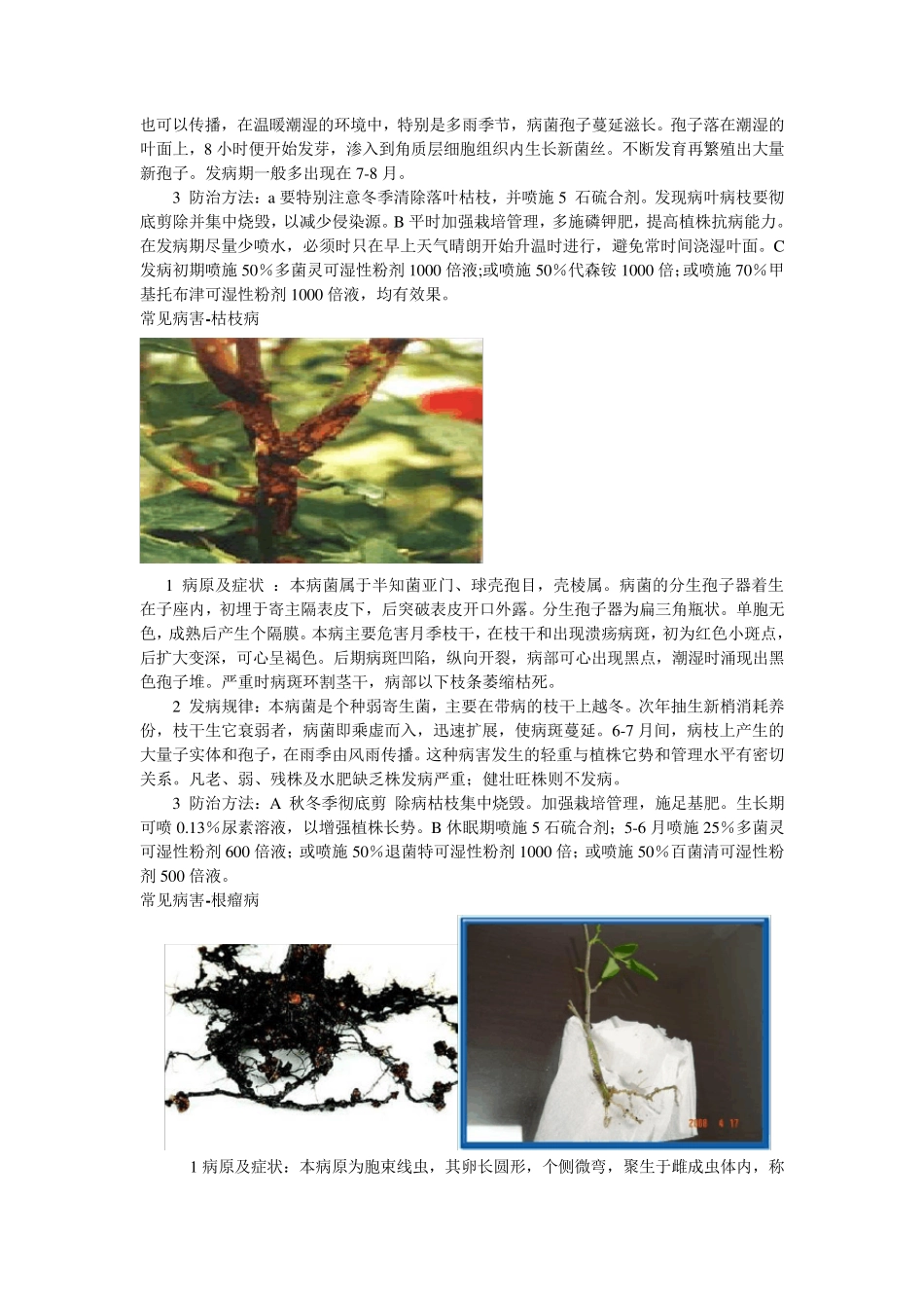 月季的病虫害防治(附图)_第2页