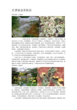 月季的病虫害防治(附图)