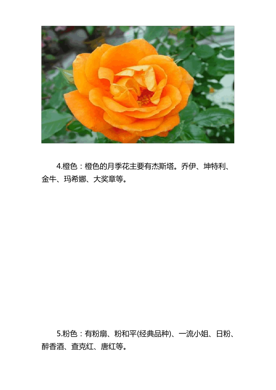 月季花品种大全_第3页