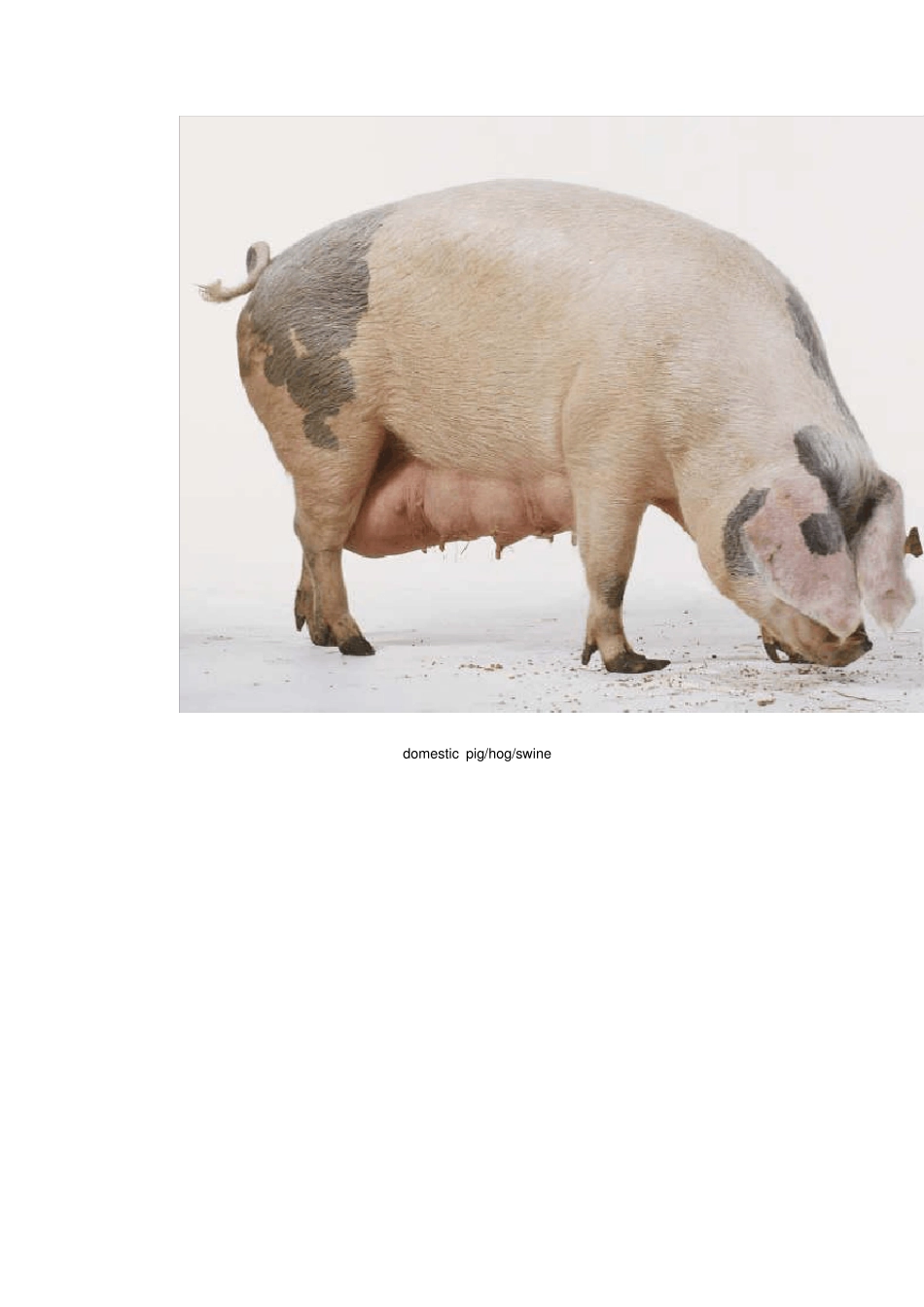 有关猪肉部位及产品的英文表达(图)_第2页