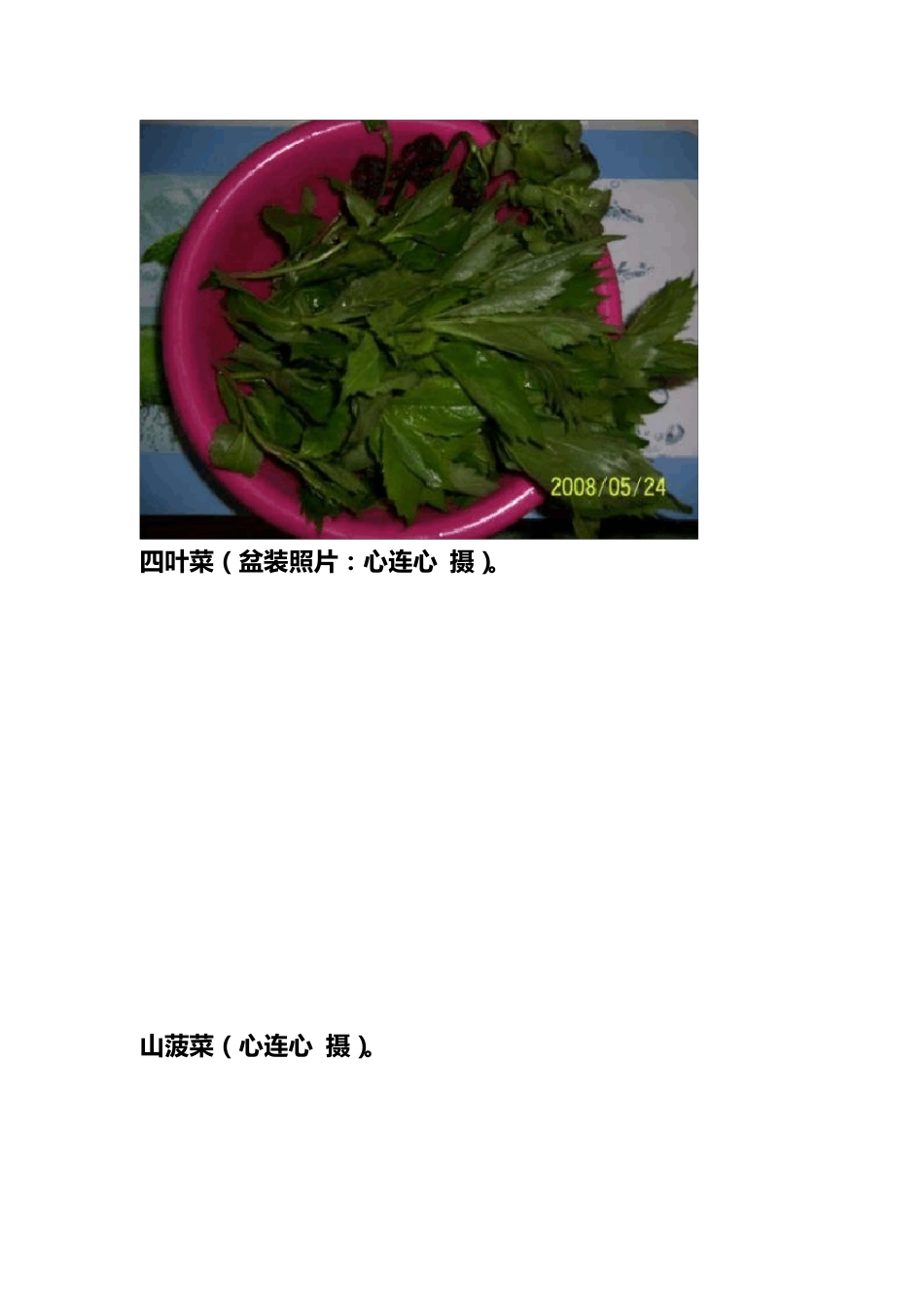 有山野菜近80种_第3页