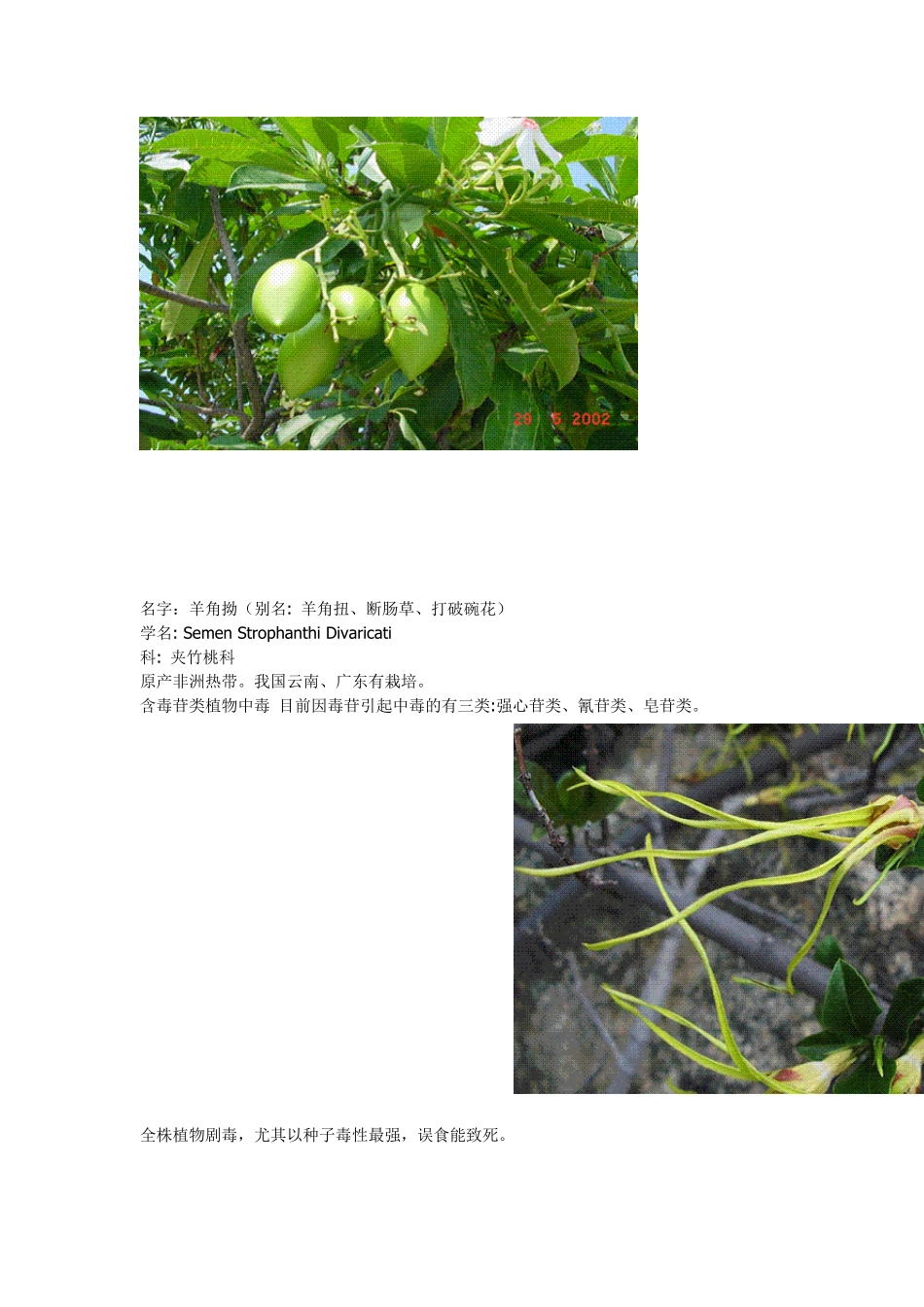 有毒植物大全_第3页