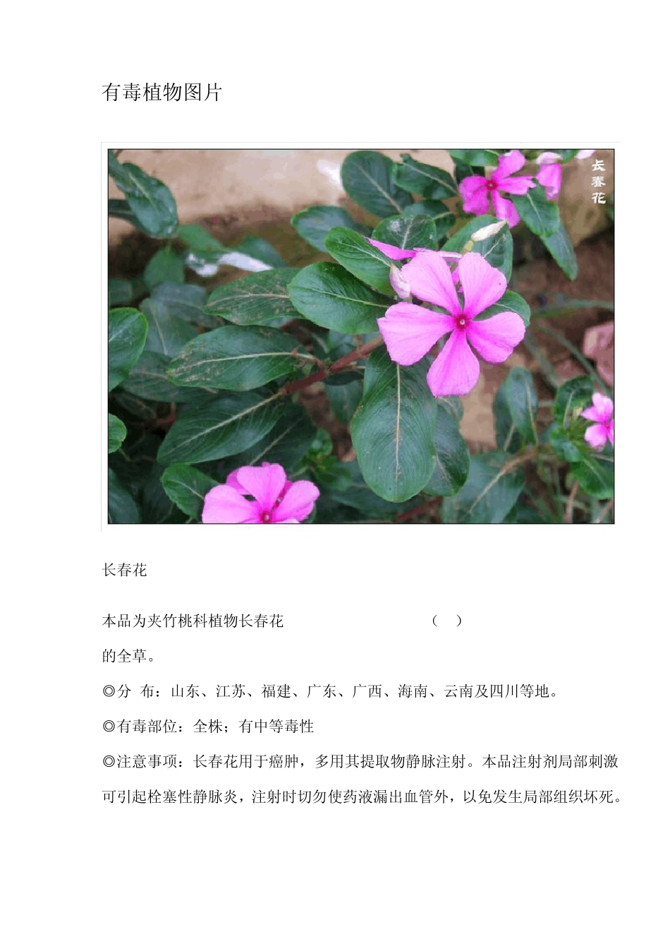 有毒植物大全附带图片图片_第1页