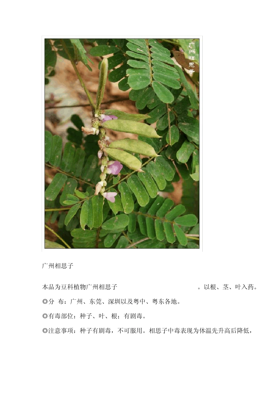 有毒植物大全附带图片图片_第2页