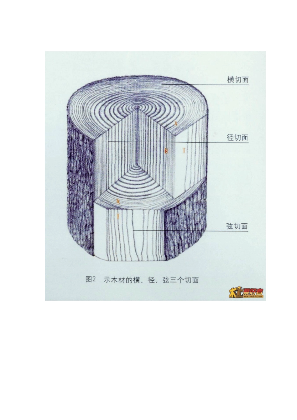 木材微观鉴定系列——木材横切面_第2页