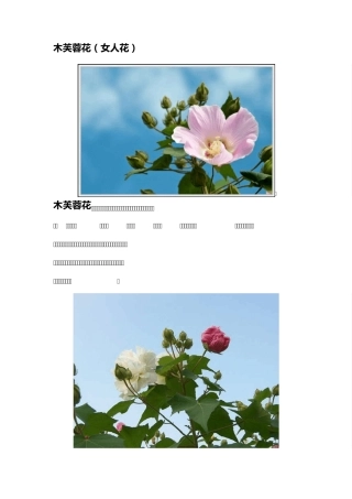 木芙蓉的医药美容价值及其他