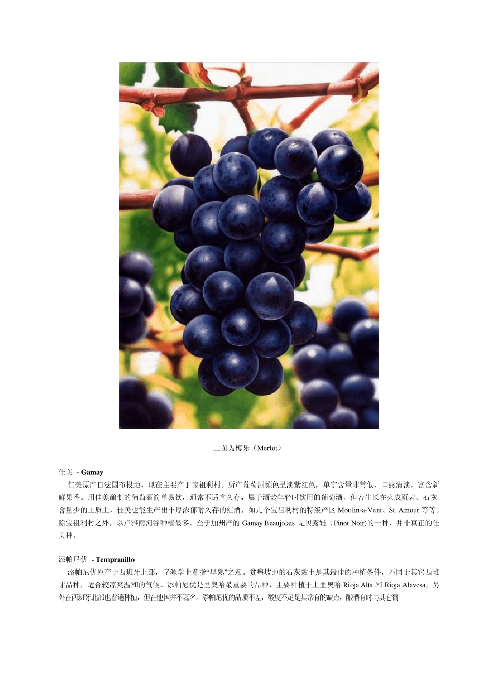 法国葡萄酒主要葡萄品种介绍_第3页