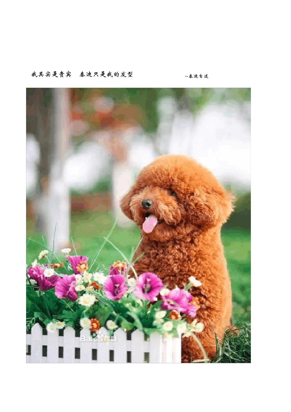 泰迪犬的饲养手册(图文自制)_第1页