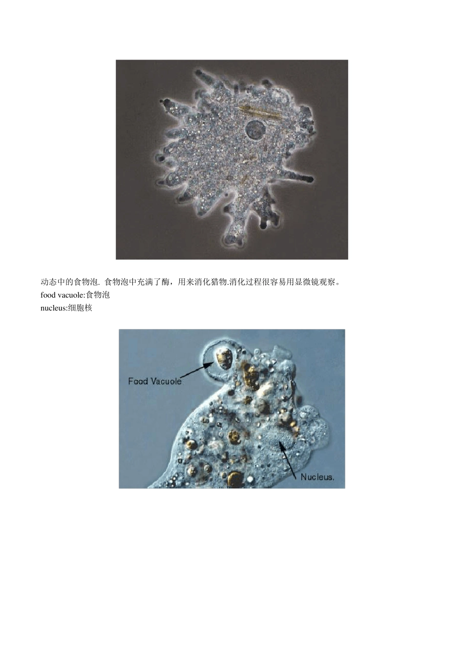 活性污泥常见的微生物_第2页