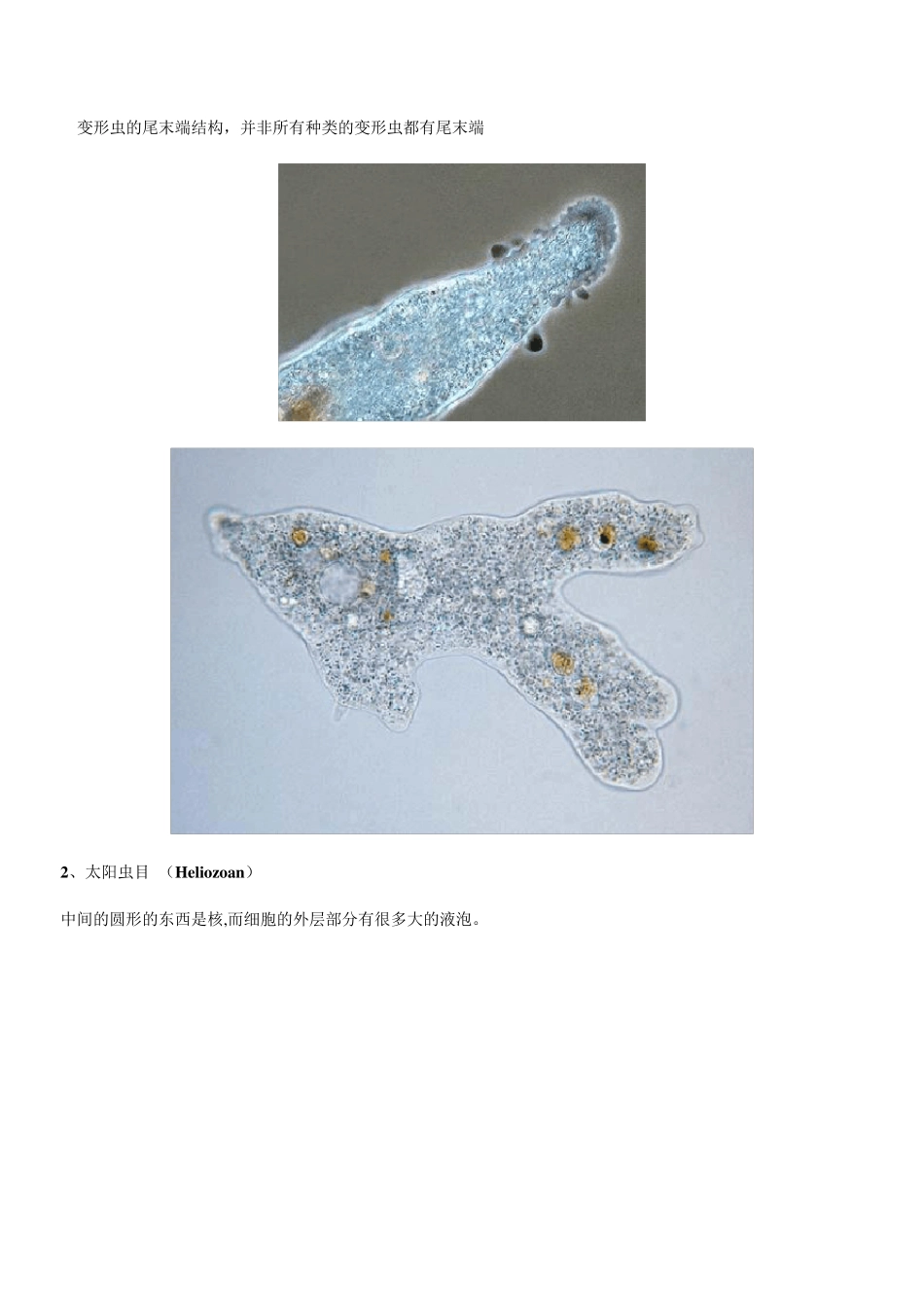 活性污泥常见的微生物_第3页
