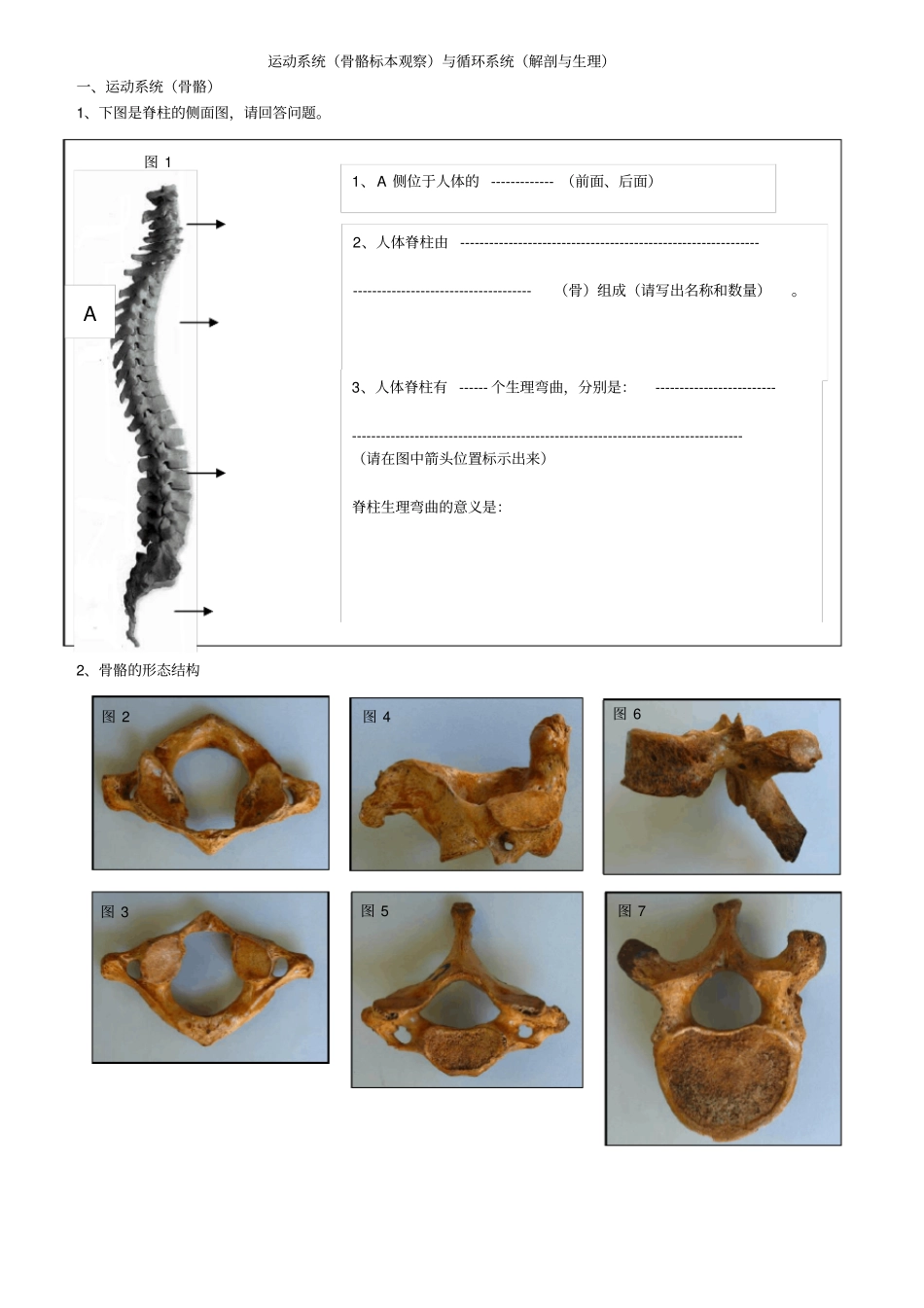 运动系统、循环系统解剖及心血管生理_第1页