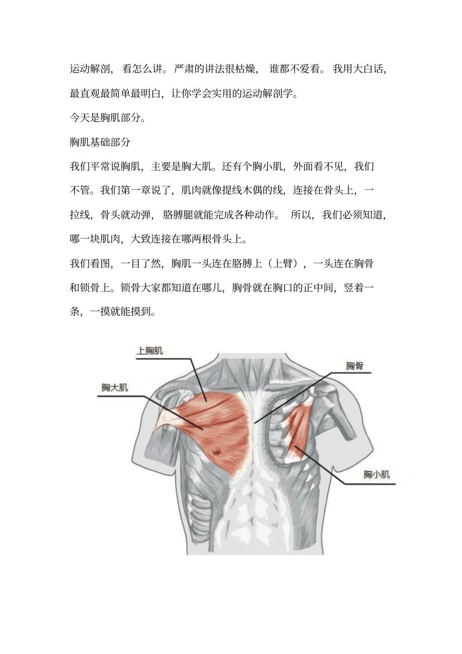 运动解剖学胸部肌肉汇总_第2页