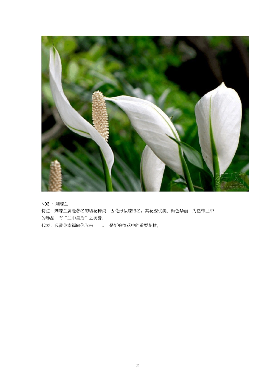 这是真正盛开的花---最美花语_第2页