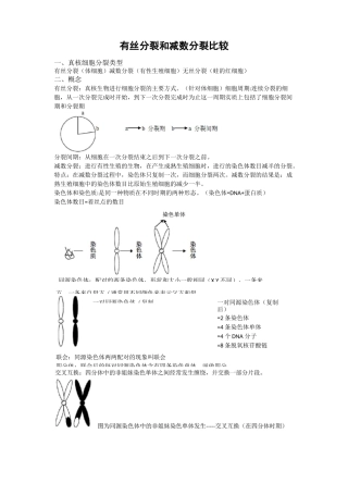 有丝分裂和减数分裂比较