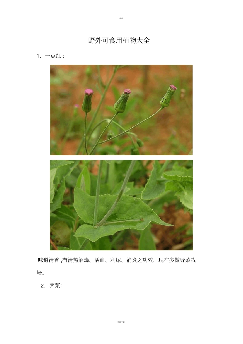 野外可食用植物大全_第1页