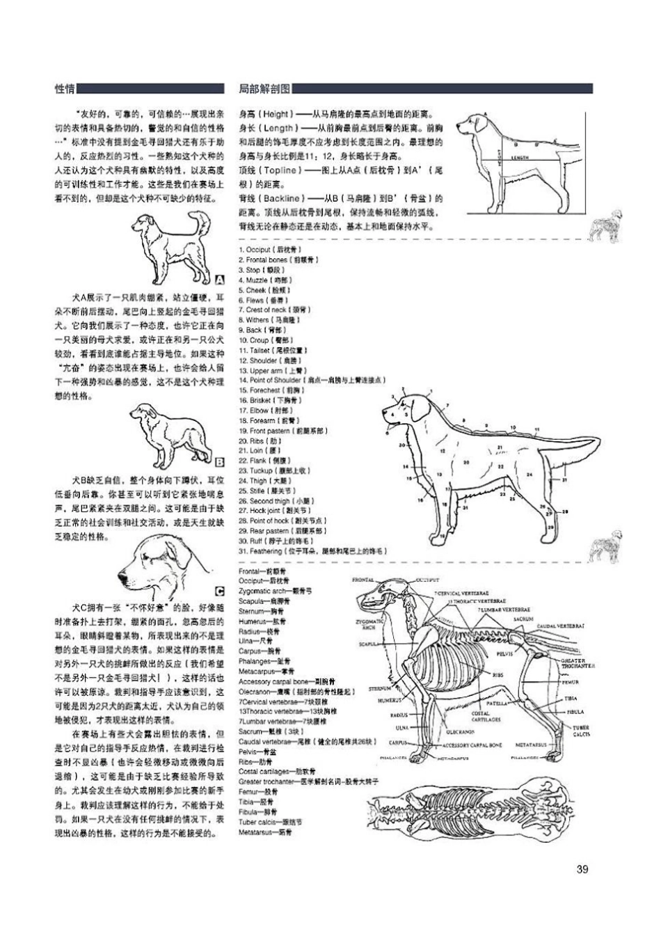 金毛寻回猎犬蓝皮书_第2页