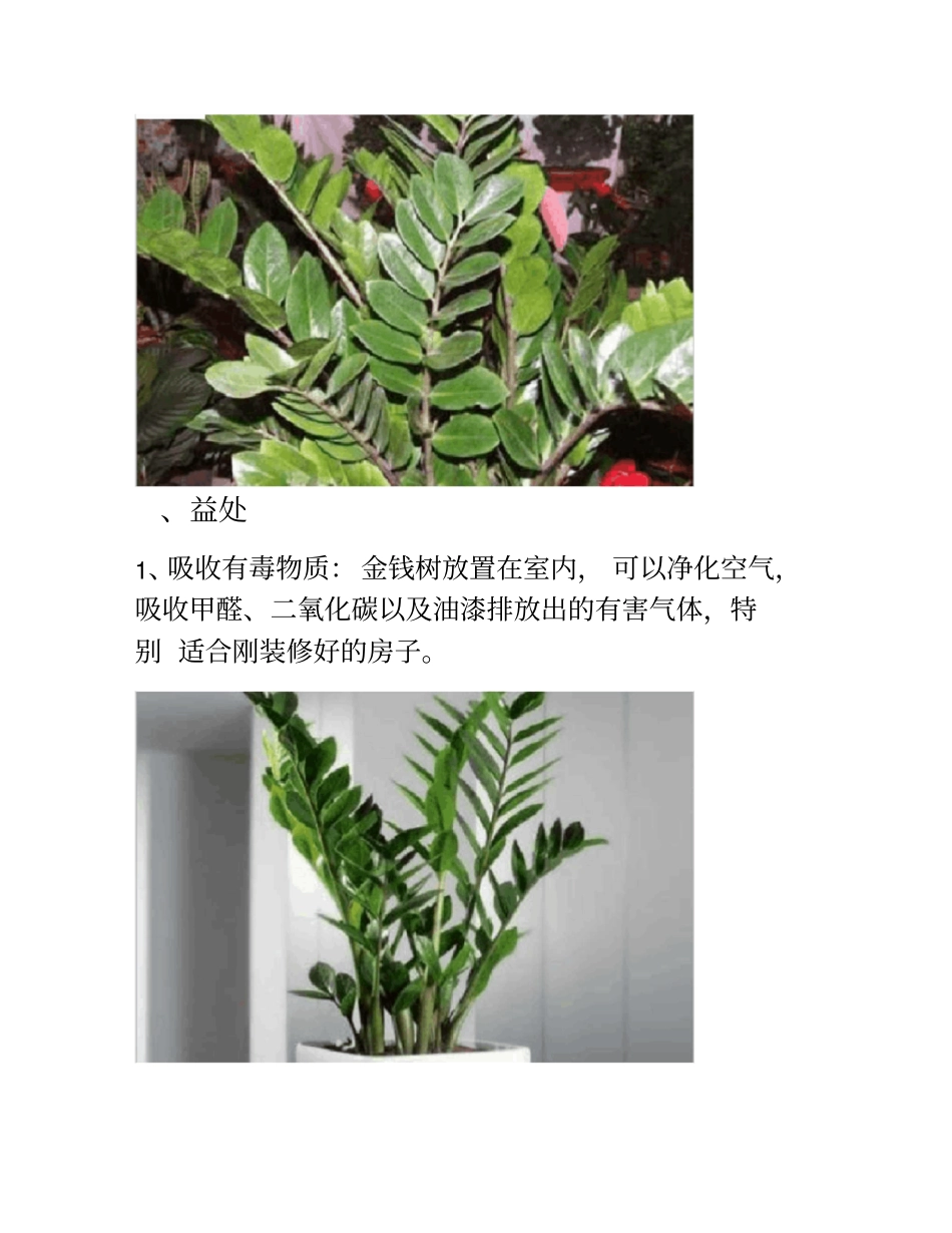 金钱树多少钱一盆_第2页