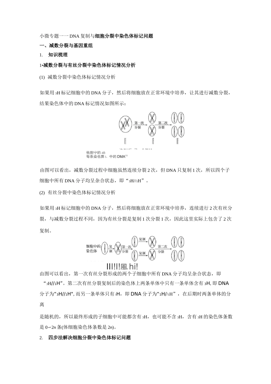 DNA复制与细胞分裂中染色体标记问题_第1页
