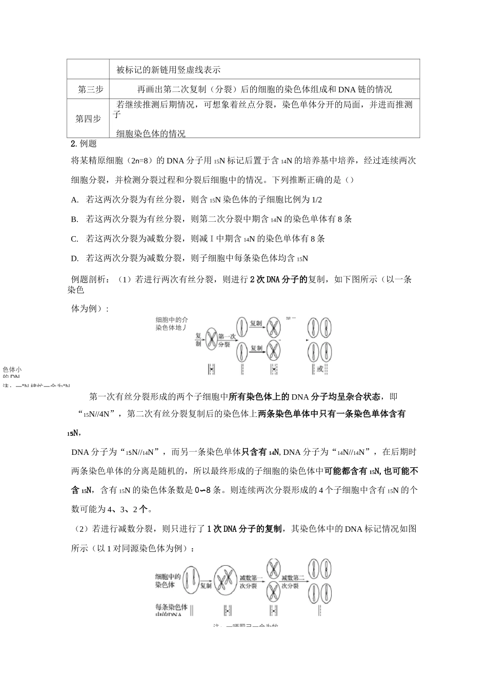 DNA复制与细胞分裂中染色体标记问题_第3页