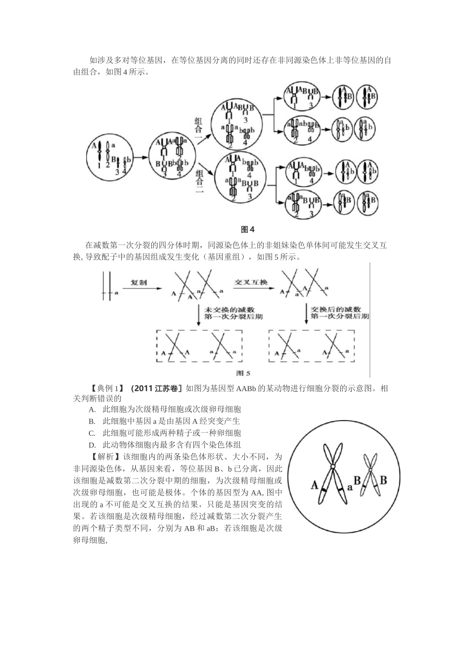 减数分裂与遗传定律_第2页