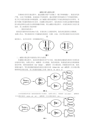 减数分裂与遗传定律