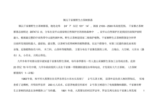 镇沅千家寨野生古茶树群落