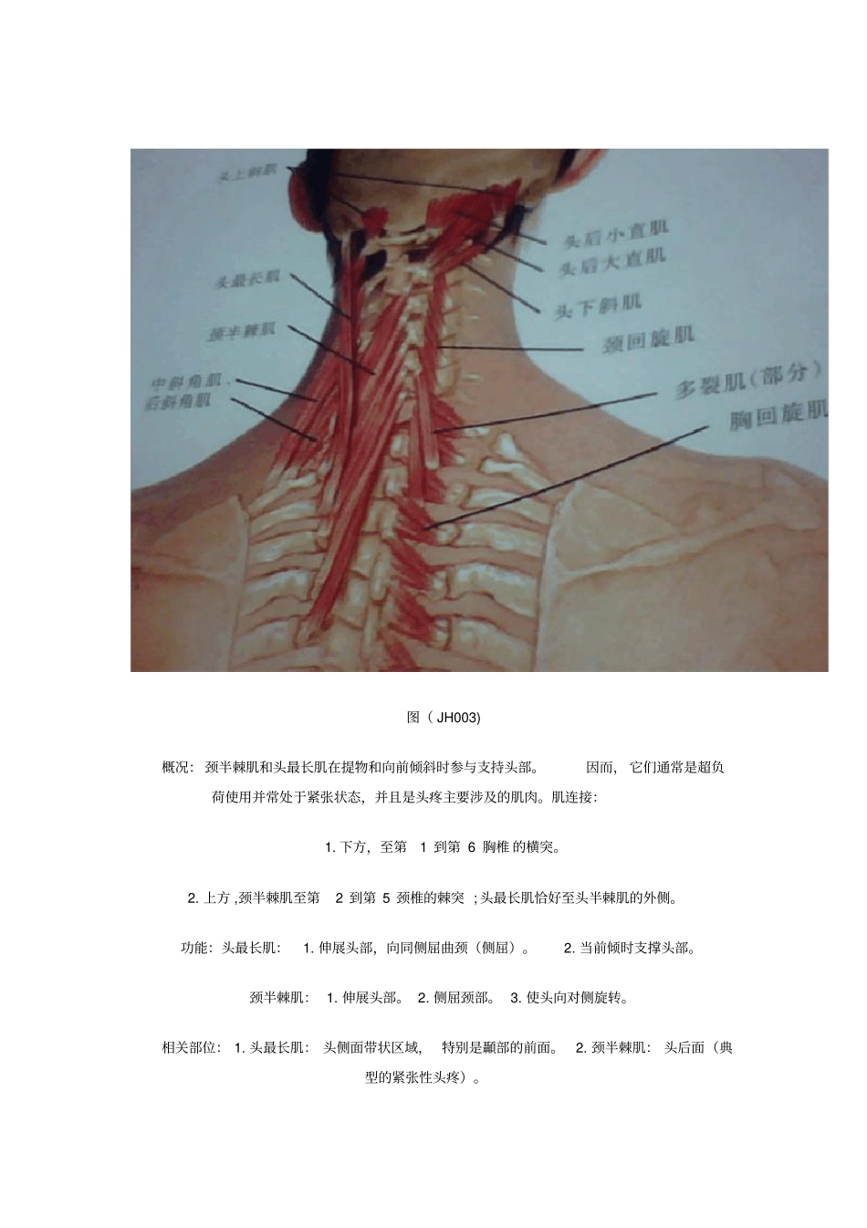 颈部肌群解剖及其作用_第3页