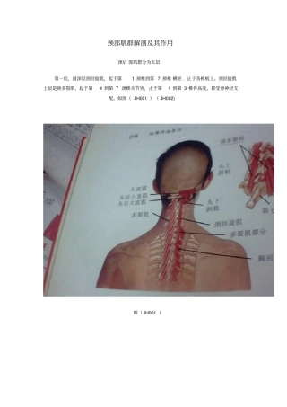 颈部肌群解剖及其作用